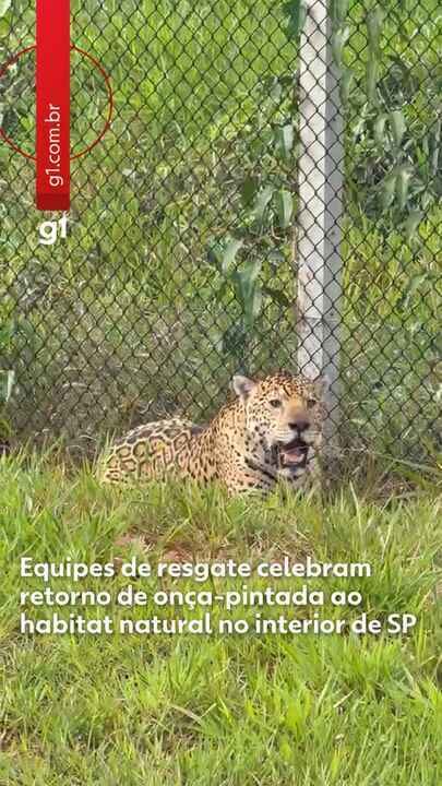 Onça-pintada retorna ao seu habitat natural após passagem pela Rodovia Arlindo Bettio, em Teodoro Sampaio (SP)