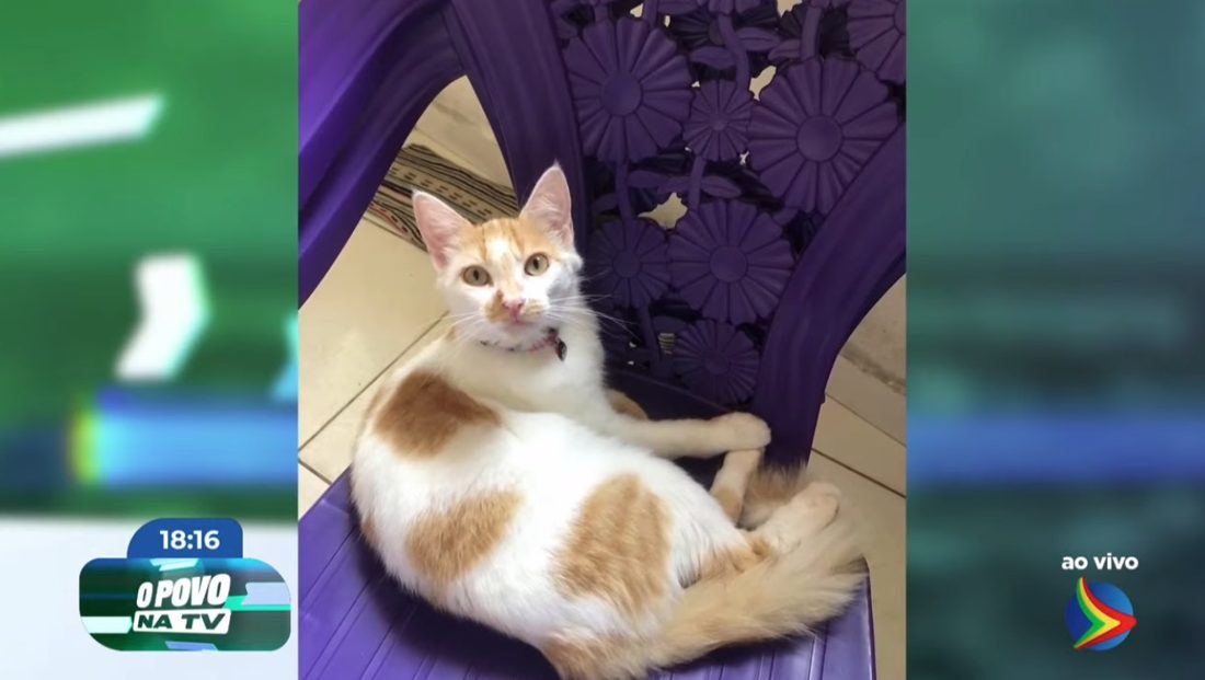 Doze gatos são encontrados mortos em 20 dias; tutora é investigada por possível envenenamento em Recife