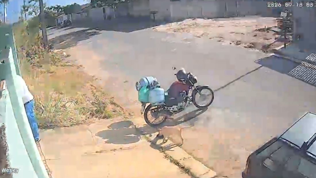Cão vira-lata caramelo rouba bolsa de entregador de gás em João Pinheiro (MG)