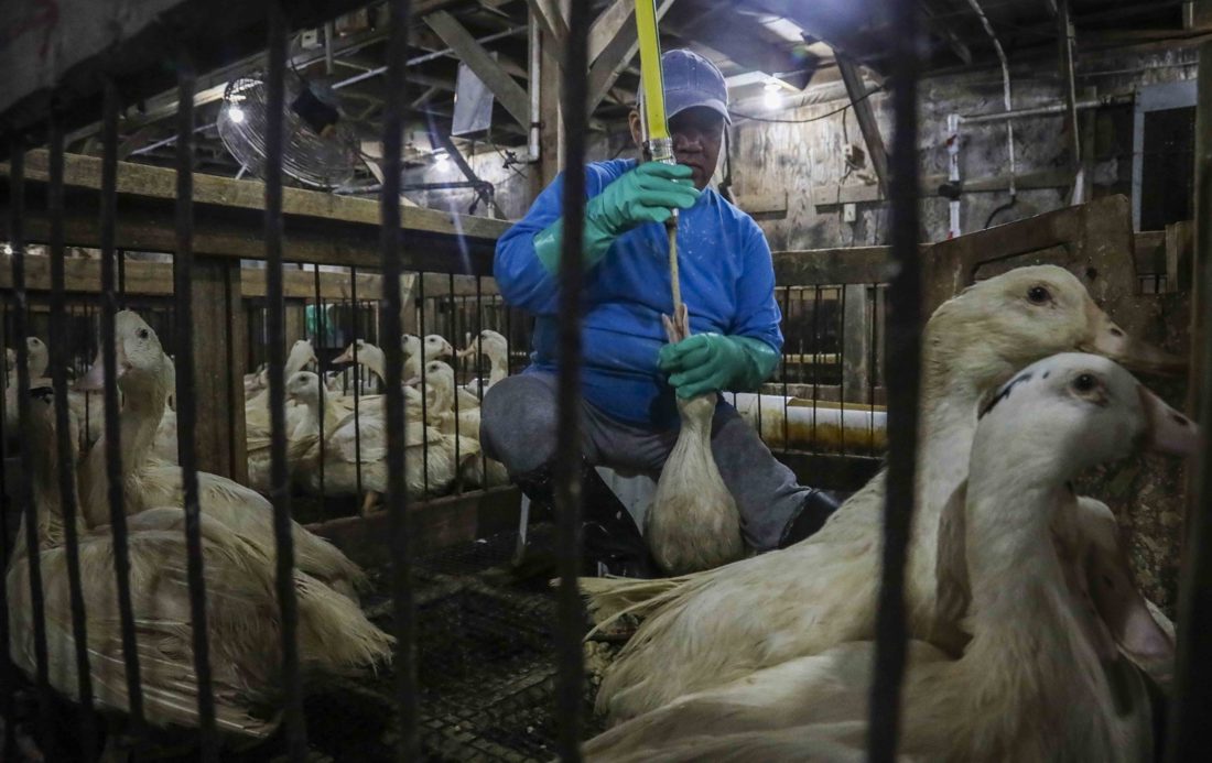 Brasil proíbe produção e venda de foie gras, alimento tradicional da culinária francesa