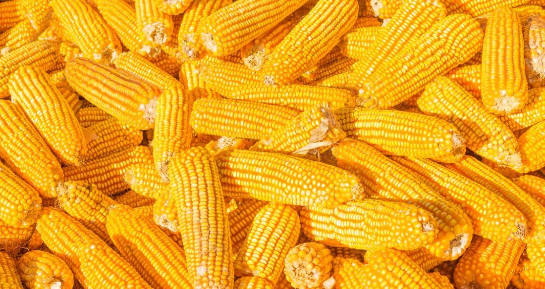 Futuros de milho despencam na CBOT após relatório do USDA revelar estoque recorde de sete anos