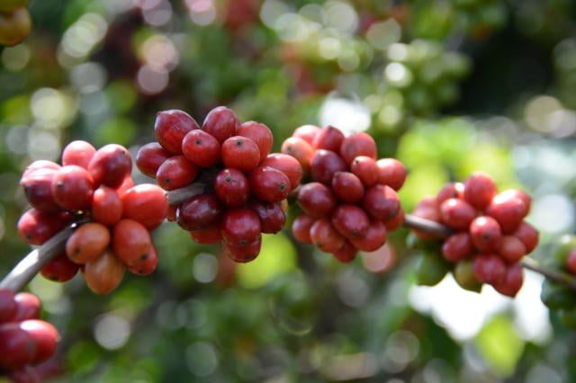 Espírito Santo Lança Mostra para Vender Café Conilon de Alta Qualidade em Grandes Volume