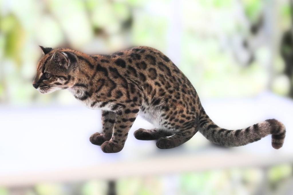 Nova espécie de felino, primeira descoberta em um século, é achada por brasileiro