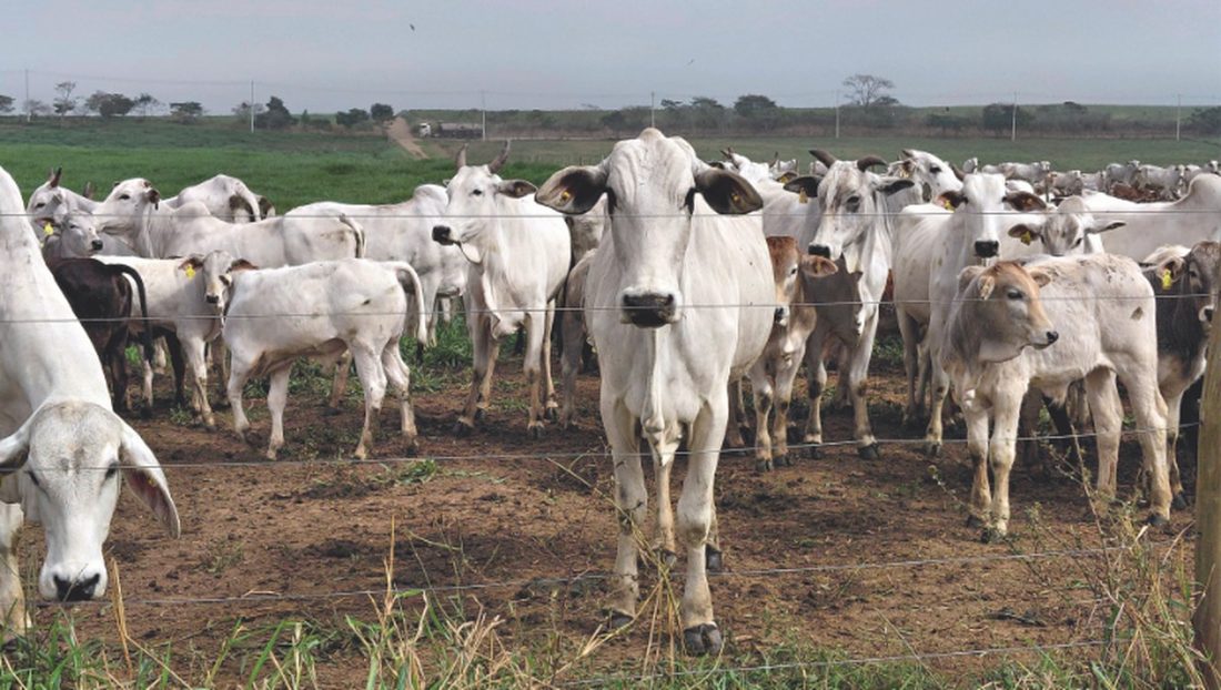 Fazenda São Pedro da Mantiqueira vira sumidouro de carbono e demonstra lucro sustentável