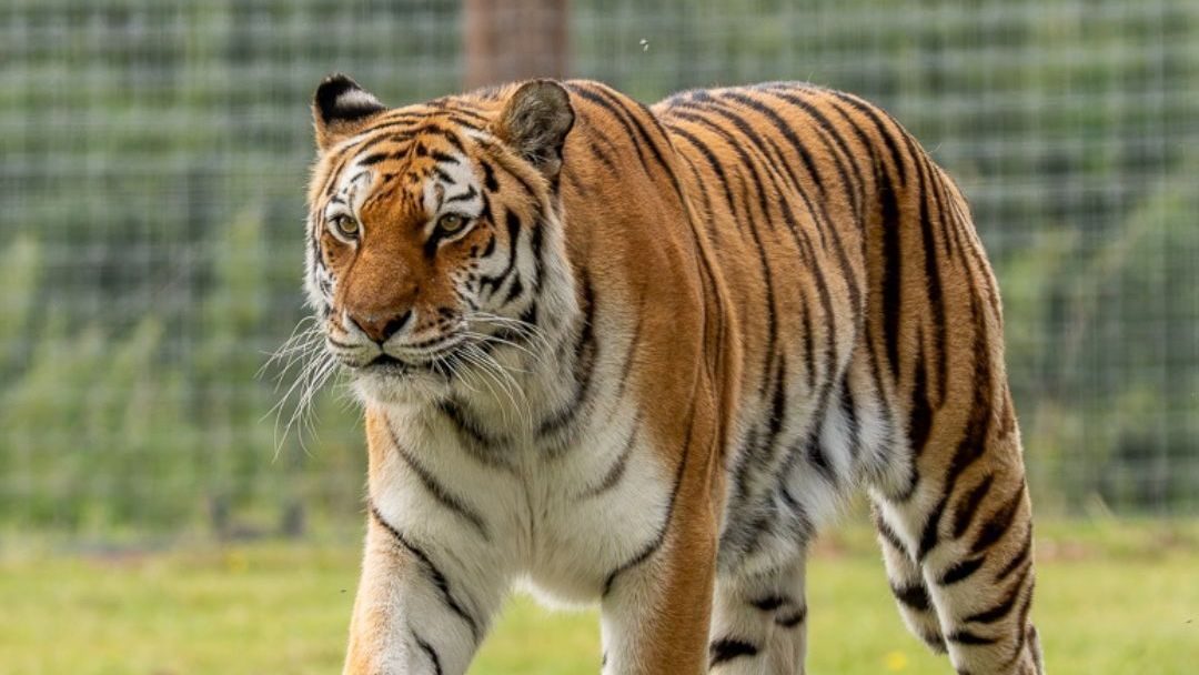 Homem falece após invadir recinto de tigres no Yorkshire Wildlife Park, Inglaterra