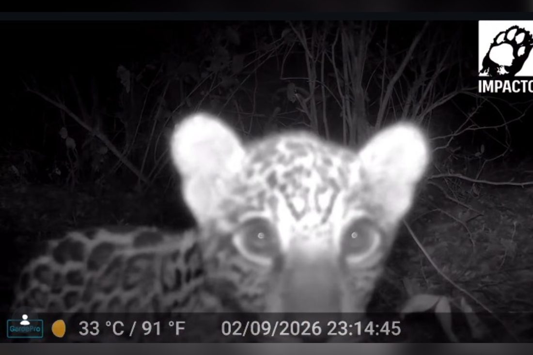 Filhote de onça-pintada Maia é capturada brincando com tronco no Pantanal