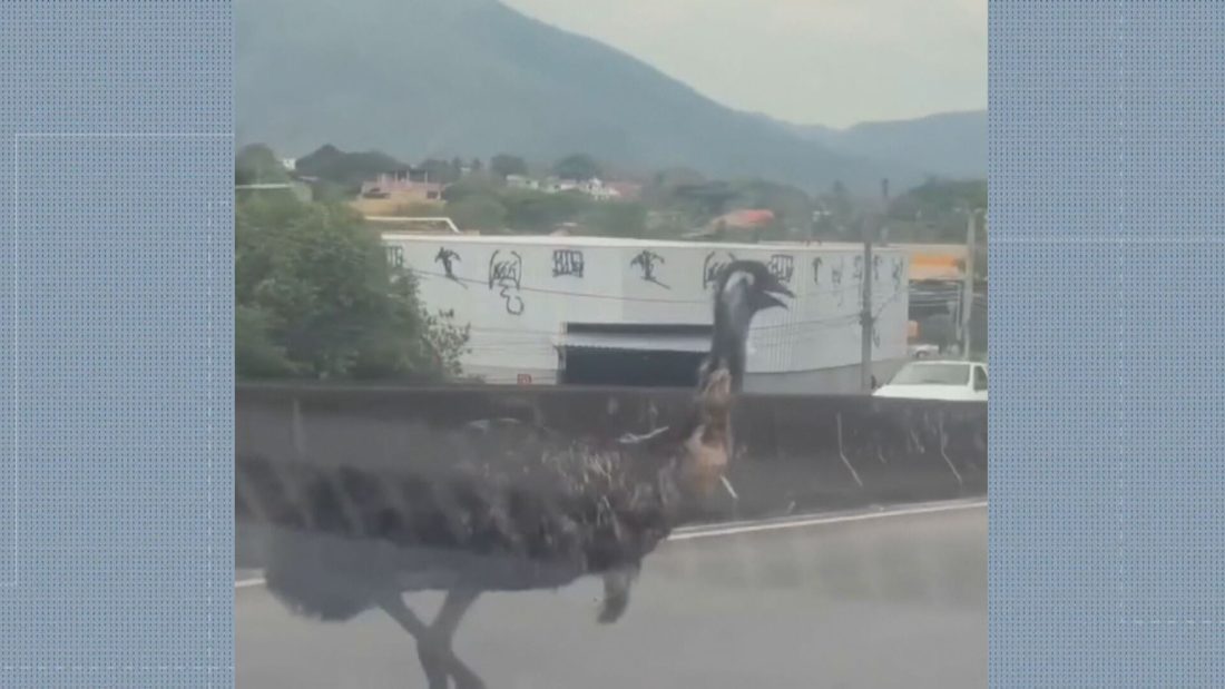 Emu é avistado correndo em viaduto da Avenida Artur Rios, em Campo Grande; homem que o salvou é identificado