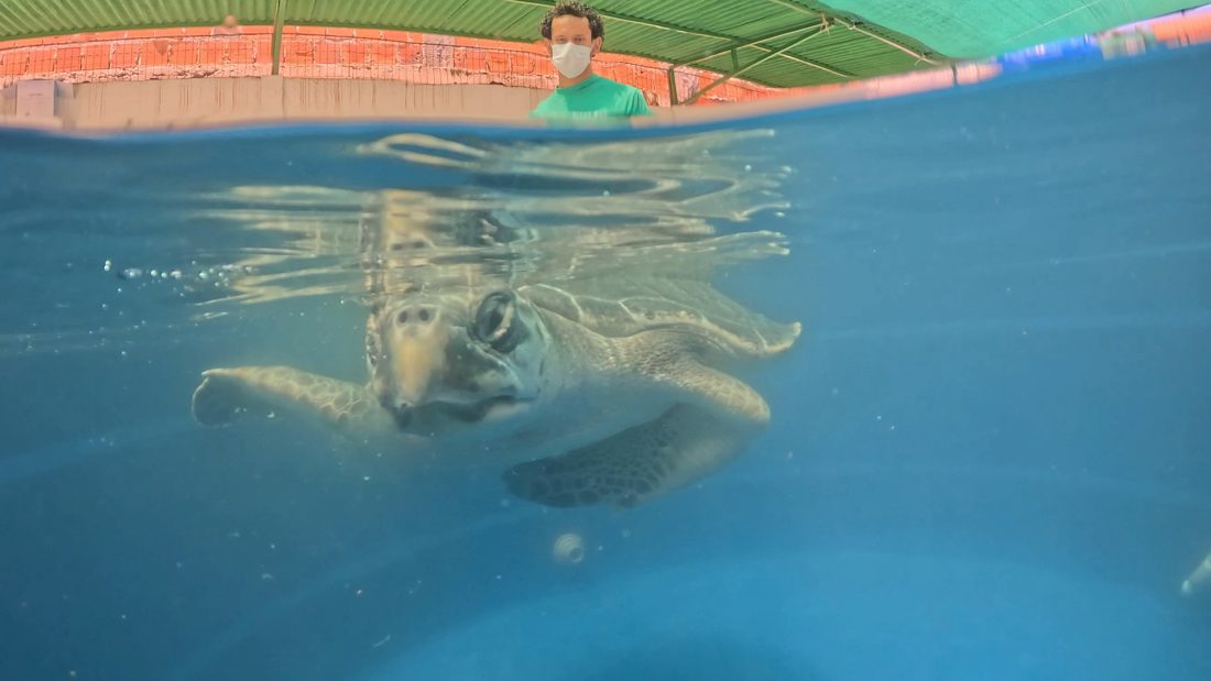 Tartaruga-oliva é devolvida ao mar em Maceió após meses de reabilitação