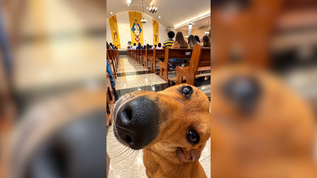 'Cãotólico': cachorro caramelo assiste missa em Mirassol e viraliza